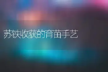 苏铁收获的育苗手艺