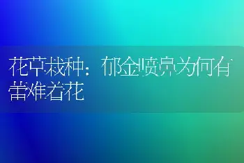 花草栽种：郁金喷鼻为何有蕾难着花