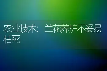 农业技术:兰花养护不妥易枯死