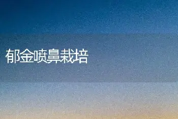 郁金喷鼻栽培