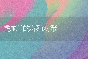 虎尾兰的养殖对策