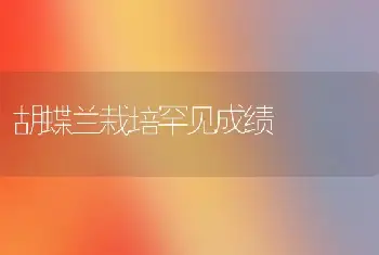 胡蝶兰栽培罕见成绩