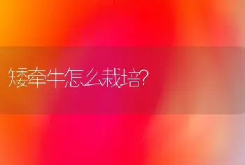 矮牵牛怎么栽培？