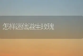 怎样迷信滋生玫瑰