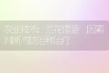 农业技术:兰花僵蕾 因素判断与防治和治疗