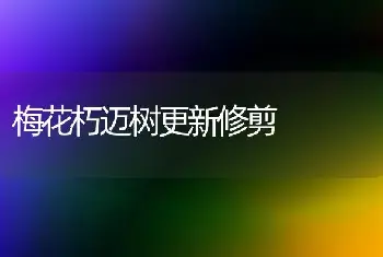 梅花朽迈树更新修剪