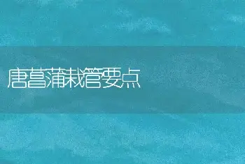 唐菖蒲栽管要点