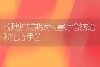 玫瑰扩展期病虫害综合防治和治疗手艺