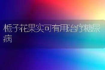 栀子花果实可有用治疗糖尿病