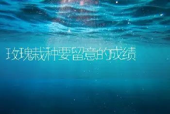 玫瑰栽种要留意的成绩