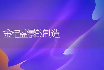 金桔盆景的制造