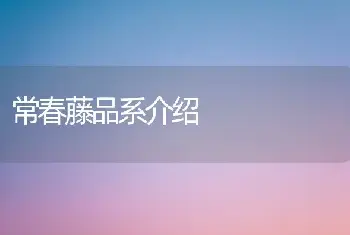 常春藤品系介绍