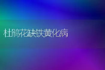 多头菊的盆栽要点