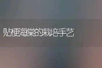 贴梗海棠的栽培手艺