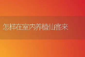 怎样在室内养植仙客来