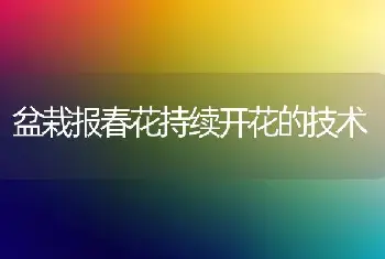 盆栽报春花持续开花的技术