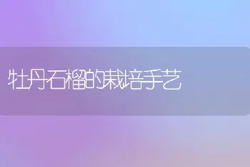 牡丹石榴的栽培手艺