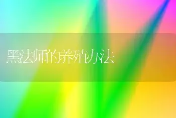 黑法师的养殖办法