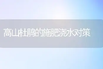 高山杜鹃的施肥浇水对策