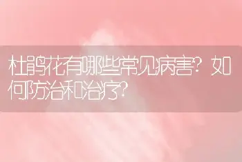 杜鹃花有哪些常见病害?如何防治和治疗?