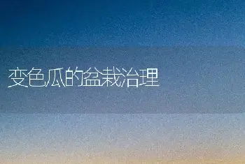 变色瓜的盆栽治理