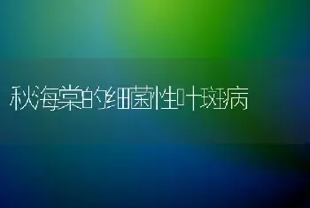 秋海棠的细菌性叶斑病