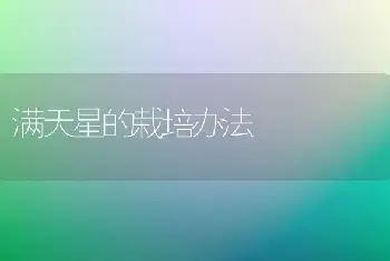 满天星的栽培办法