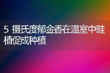 5摄氏度郁金香在温室中畦植促成种植