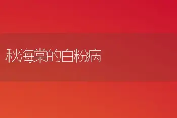 秋海棠的白粉病