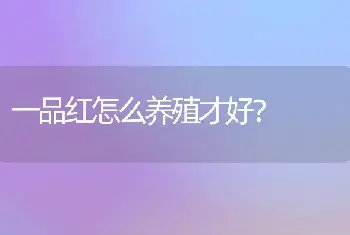 一品红怎么养殖才好？