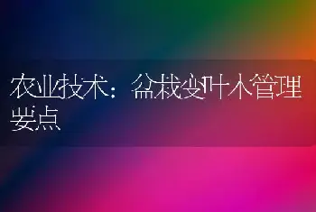 农业技术:盆栽变叶木管理要点