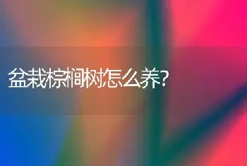 盆栽棕榈树怎么养？