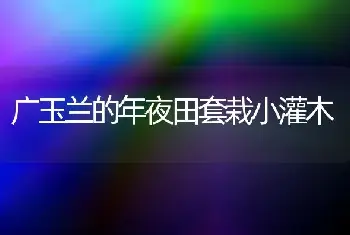 广玉兰的年夜田套栽小灌木