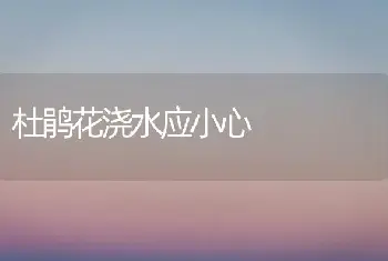 杜鹃花浇水应小心