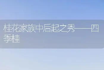 桂花家族中后起之秀――四季桂