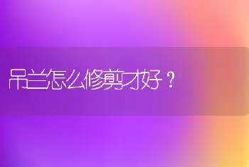 吊兰怎么修剪才好？