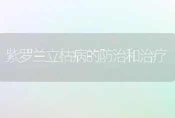 紫罗兰立枯病的防治和治疗