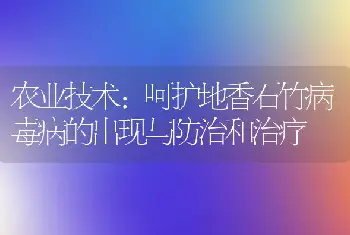 农业技术:呵护地香石竹病毒病的出现与防治和治疗