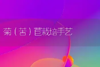 菊（苦）苣栽培手艺