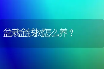 盆栽金钱树怎么养？