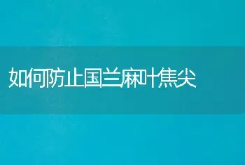 如何防止国兰麻叶焦尖