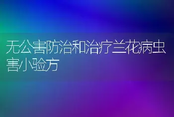 无公害防治和治疗兰花病虫害小验方