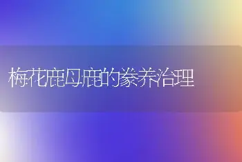 梅花鹿母鹿的豢养治理