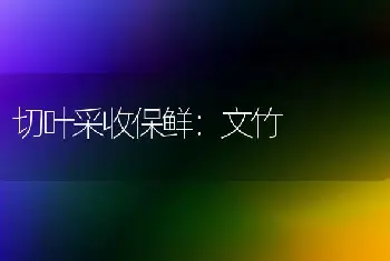 切叶采收保鲜：文竹