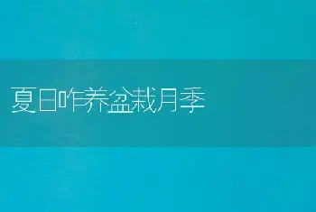 夏日咋养盆栽月季