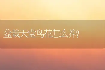 盆栽天堂鸟花怎么养？