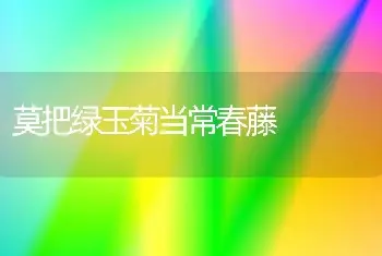 莫把绿玉菊当常春藤