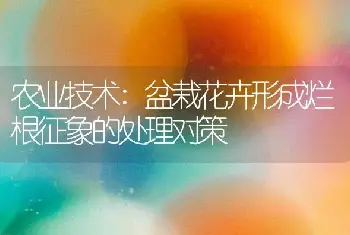 农业技术:盆栽花卉形成烂根征象的处理对策