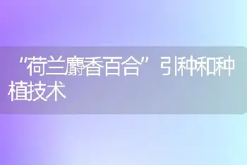 “荷兰麝香百合”引种和种植技术