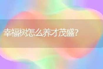 幸福树怎么养才茂盛？